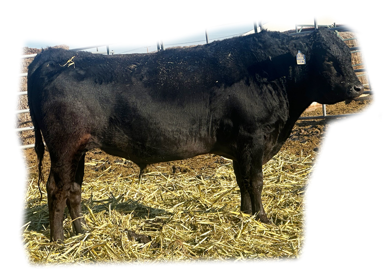 TBR Shanghi 8122L - TRIF23U8122L - FB107805 - Flying A Wagyu 100% Full Blood Black Wagyu